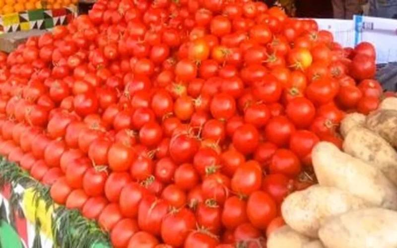 أسعار الطماطم ترتفع إلى 7 جنيهات في كفر الشيخ اليوم السبت